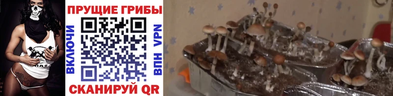 Галлюциногенные грибы Cubensis  Харабали 